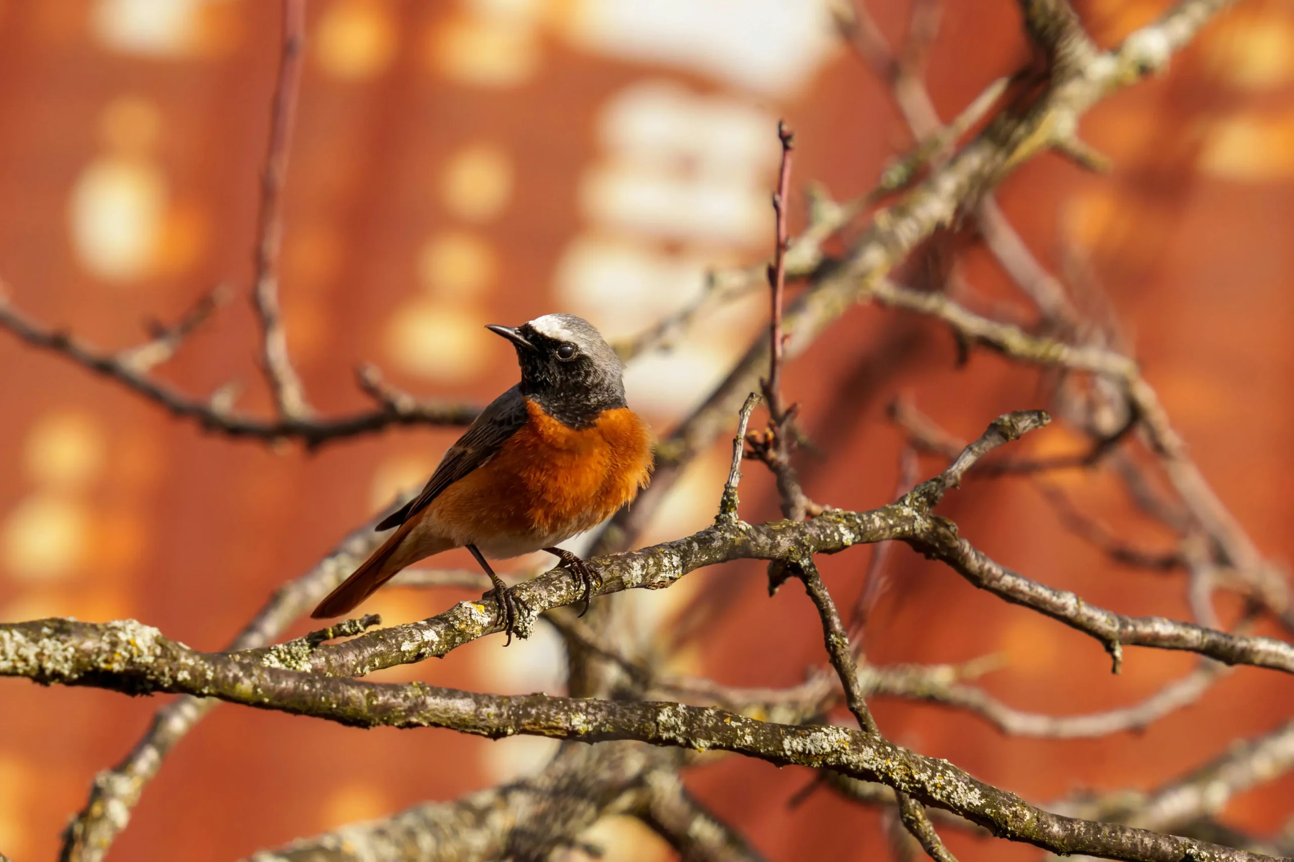 Moussier’s Redstart (Phoenicurus moussieri)