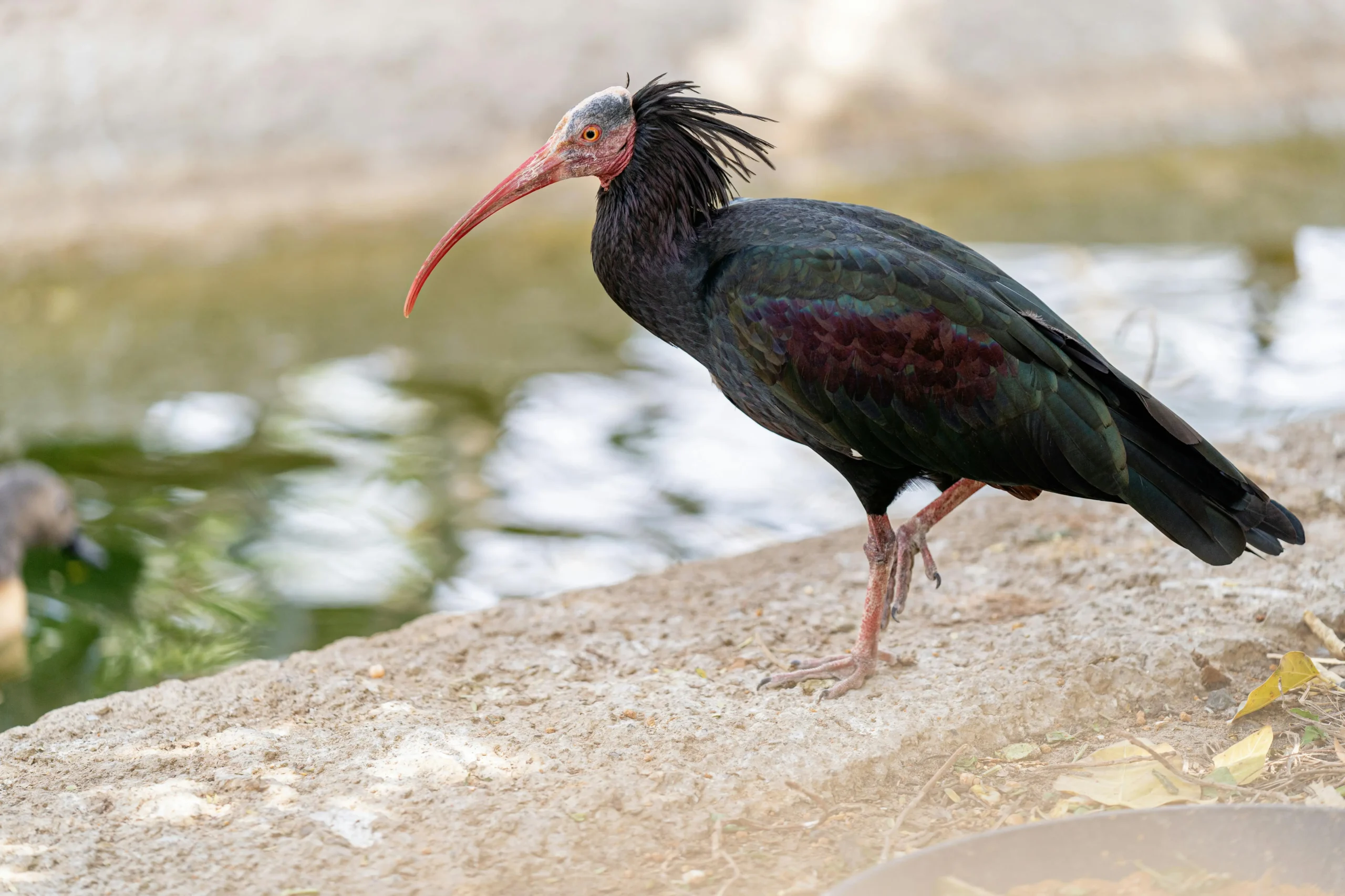 Northern Bald Ibis (Geronticus eremita)