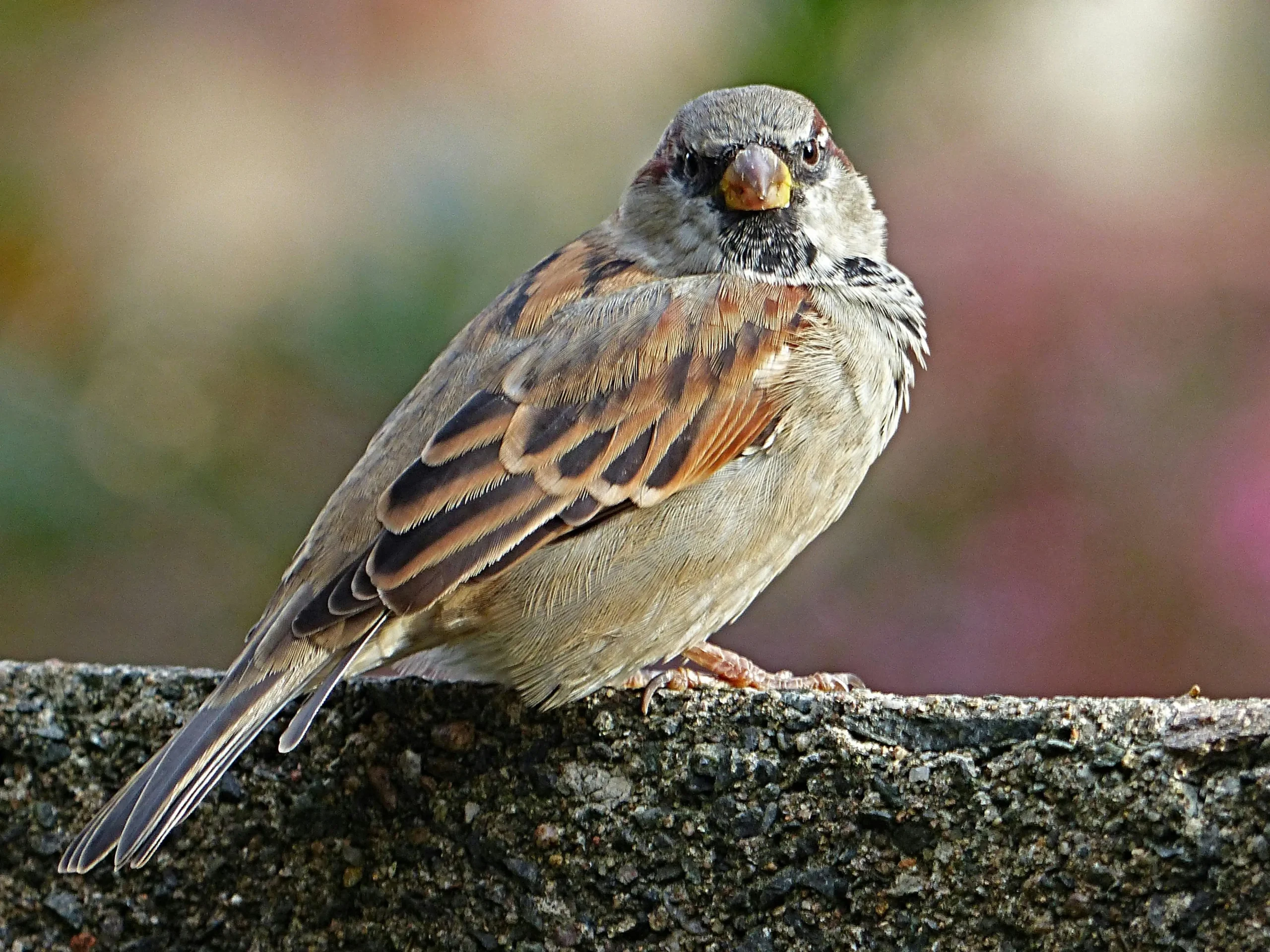 Desert Sparrow (Passer simplex)